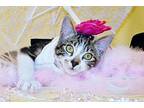 Fifi American Shorthair Adult Female