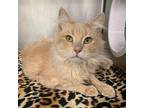 Squidward Domestic Mediumhair Adult Male