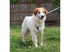 Mooney Great Pyrenees Adult Male