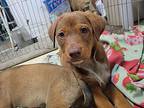 Sanders, LaToya Labrador Retriever Puppy Male