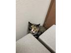 Barn Cat Pineapple Domestic Mediumhair Young Female