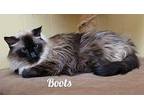 Boots Burmese Senior Male