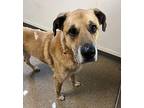 Pete Bonded With Max Boxer Adult Male