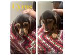 Cyrus Beagle Puppy Male