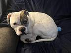 Bongo Boxer Adult Male