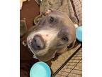 Lanza Labrador Retriever Adult Female
