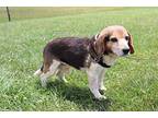 Willy Beagle Senior Male
