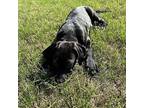 Charlie Labrador Retriever Puppy Male
