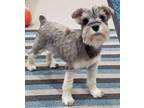 Hazel Schnauzer (Miniature) Puppy Female