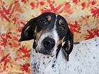Frances Bluetick Coonhound Adult Female