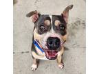 Meatball American Bulldog Adult Male
