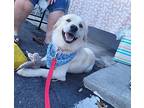 Teddy Golden Retriever Young Male