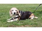 Sadie Beagle Senior Female