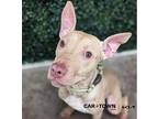 Pony Boy Labrador Retriever Adult Male