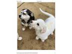 Crusher Great Pyrenees Puppy Male