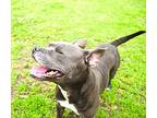 Bo Peep American Pit Bull Terrier Young Female