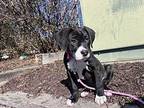 Hall of Fame Labrador Retriever Puppy Female
