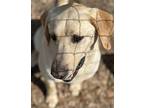 TUFF Labrador Retriever Adult Male
