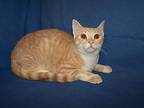 K-Kohl-Squirrel Tabby Young Male