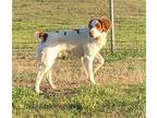 TX/Cooper G Brittany Young Male