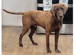 Alyx Labrador Retriever Senior Male