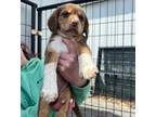 Milky Way Beagle Puppy Male