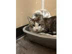 Wendell Siamese Adult Male