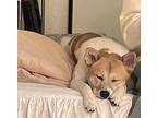 Saerom Basenji Young Male