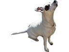 LOVELY Boxer Adult Female