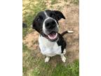 Dodger Labrador Retriever Adult Male
