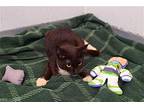 LICORICE Domestic Shorthair Kitten Female