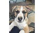 TURNER American Staffordshire Terrier Puppy Male