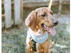 Fifi Hound (Unknown Type) Young Female