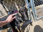Nova German Shepherd Dog Young Female