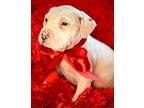 Hero American Pit Bull Terrier Puppy Male