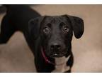 Joel Labrador Retriever Young Male