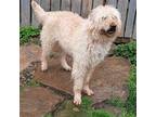 Cocoa Poodle (Standard) Adult Male