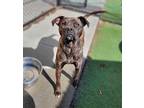 Aphrodite Boxer Young Female