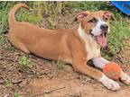 Sarah Hound (Unknown Type) Young Female