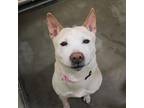 Sadie Labrador Retriever Senior Female