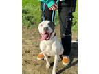 Gaura American Staffordshire Terrier Puppy Female