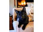 Saffire Bombay Female