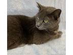 Priscil Russian Blue Adult Female