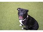 Snoopy Labrador Retriever Puppy Male