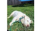 MAXAMILLIO Wheaten Terrier Young Male