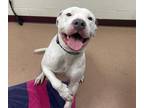 Mako American Pit Bull Terrier Adult Male