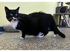 Adella Domestic Shorthair Senior Female