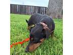 WEENIE Corgi Adult Male