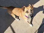 Carlile Mountain Cur Adult Male