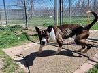Willow Dean Boxer Adult Female